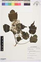 藏品(串鼻龍)的圖片