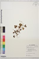 藏品(鹿場毛茛)的圖片