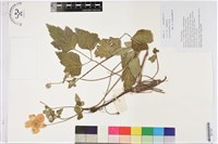 藏品(打破碗花花)的圖片