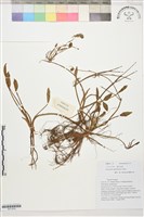 藏品(雲生毛茛)的圖片