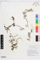 藏品(水毛茛)的圖片