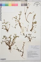 藏品(棱喙毛茛)的圖片