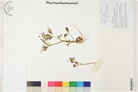 藏品(水辣菜、禺毛茛)的圖片