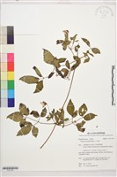 藏品(小木通)的圖片