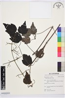 藏品(串鼻龍)的圖片