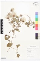 藏品(屏東鐵線蓮)的圖片