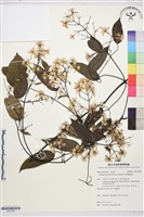 藏品(柱果鐵線蓮)的圖片