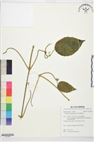 藏品(銹毛鐵線蓮)的圖片