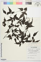 藏品(田村氏鐵線蓮)的圖片