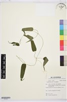 藏品(亨利氏鐵線蓮)的圖片