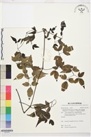 藏品(巴氏鐵線蓮)的圖片