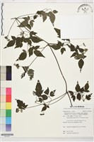 藏品(巴氏鐵線蓮)的圖片