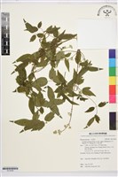 藏品(梨山小蓑衣藤)的圖片