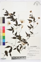 藏品(彭氏鐵線蓮)的圖片