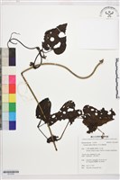 藏品(田代氏鐵線蓮)的圖片