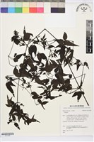 藏品(田村氏鐵線蓮)的圖片