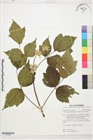 藏品(台灣牡丹藤、台灣草牡丹)的圖片