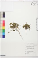 藏品(水辣菜、禺毛茛)的圖片