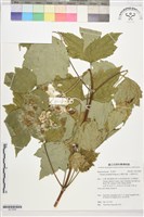 藏品(台灣牡丹藤、台灣草牡丹)的圖片