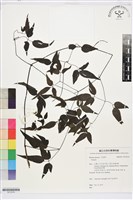 藏品(田村氏鐵線蓮)的圖片