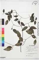 藏品(柱果鐵線蓮)的圖片