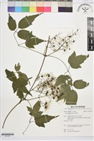 藏品(串鼻龍)的圖片