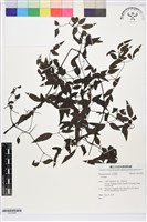 藏品(田村氏鐵線蓮)的圖片