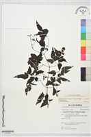 藏品(田村氏鐵線蓮)的圖片