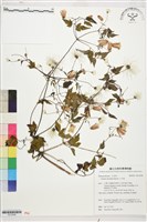 藏品(小木通)的圖片