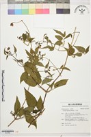 藏品(小木通)的圖片