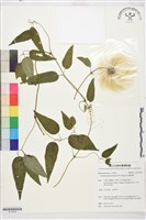 藏品(華中鐵線蓮)的圖片