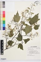 藏品(串鼻龍)的圖片