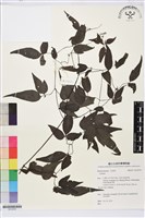 藏品(田村氏鐵線蓮)的圖片