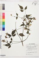 藏品(巴氏鐵線蓮)的圖片