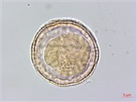 藏品(巴氏鐵線蓮)的圖片