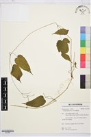 藏品(亨利氏鐵線蓮)的圖片