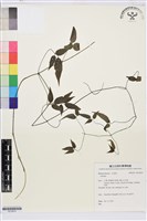 藏品(彭氏鐵線蓮)的圖片