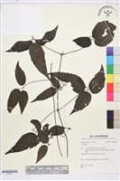 藏品(彭氏鐵線蓮)的圖片