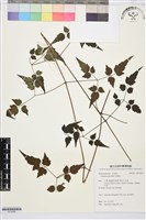 藏品(串鼻龍)的圖片