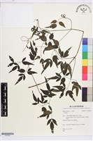 藏品(田村氏鐵線蓮)的圖片