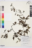 藏品(臺灣鐵線蓮)的圖片