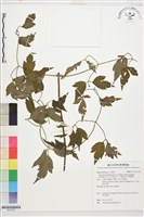 藏品(巴氏鐵線蓮)的圖片