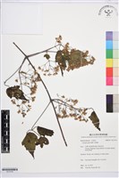 藏品(串鼻龍)的圖片