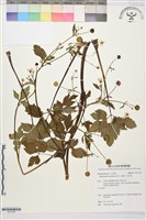 藏品(水辣菜、禺毛茛)的圖片