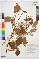 藏品(厚葉鐵線蓮)的圖片