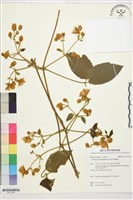 藏品(銹毛鐵線蓮)的圖片