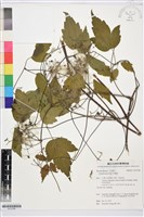 藏品(串鼻龍)的圖片