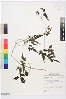 藏品(田村氏鐵線蓮)的圖片