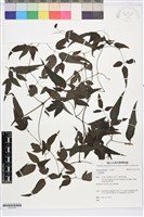 藏品(田村氏鐵線蓮)的圖片