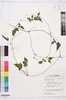 藏品(串鼻龍)的圖片